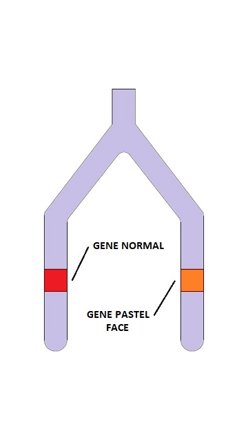 cromossomo calopsita portadora pastel face