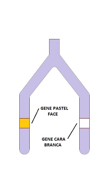 cromossomo calopsita pastel face heterozigoto