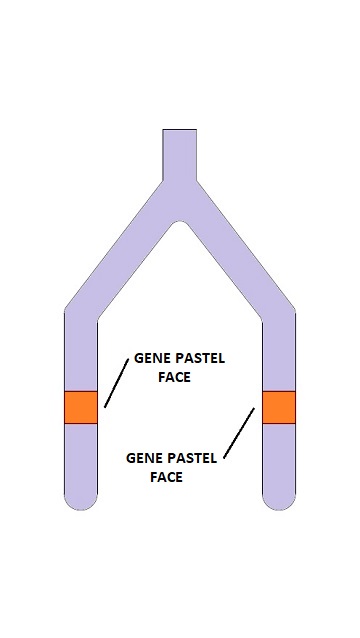 cromossomo calopsita pastel face homozigoto