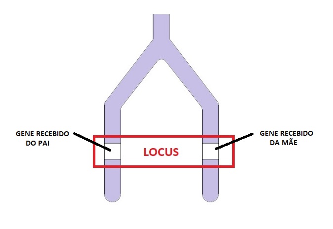 Locus azul calopsita